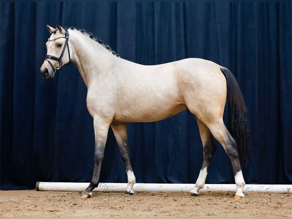 Duitse rijpony Hengst 2 Jaar Falbe in Emstek