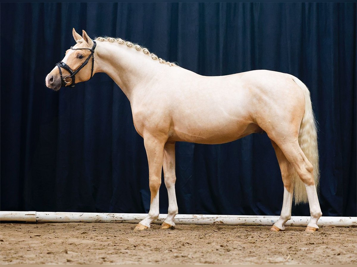 Duitse rijpony Hengst 2 Jaar Palomino in Hesel