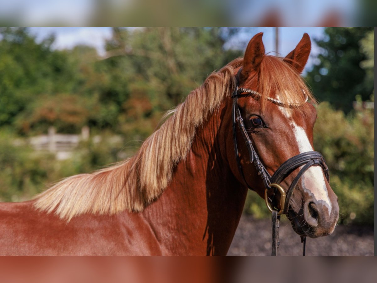 Duitse rijpony Hengst 3 Jaar 141 cm Donkere-vos in Teltow