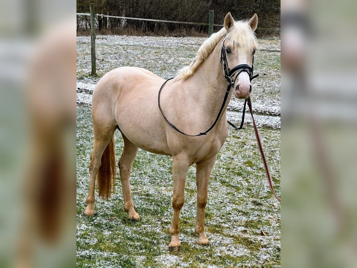 Duitse rijpony Hengst 3 Jaar 146 cm in Höpfingen