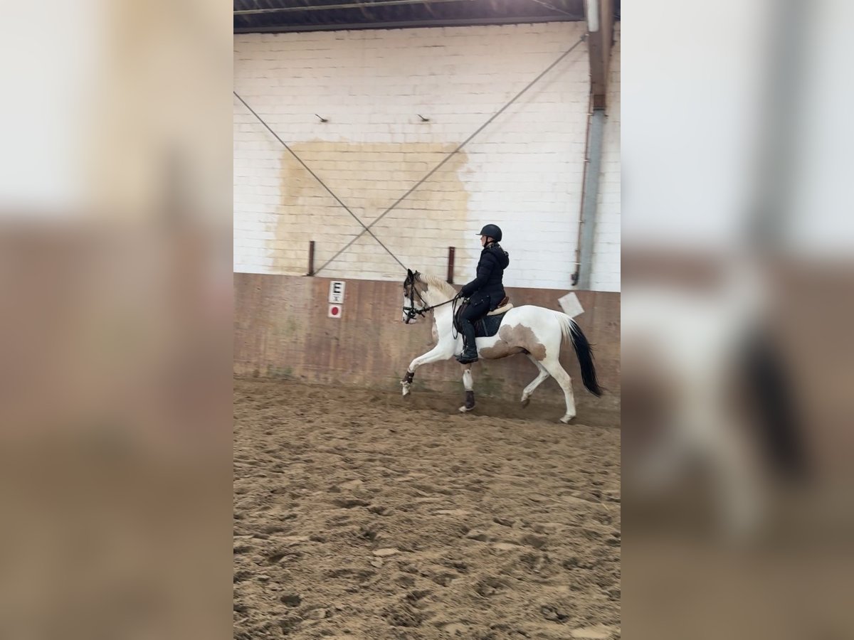 Duitse rijpony Hengst 3 Jaar 146 cm Gevlekt-paard in Ahrensburg