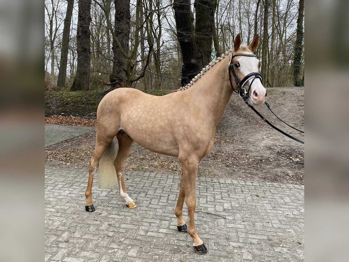 Duitse rijpony Hengst 3 Jaar 146 cm Palomino in Alpen