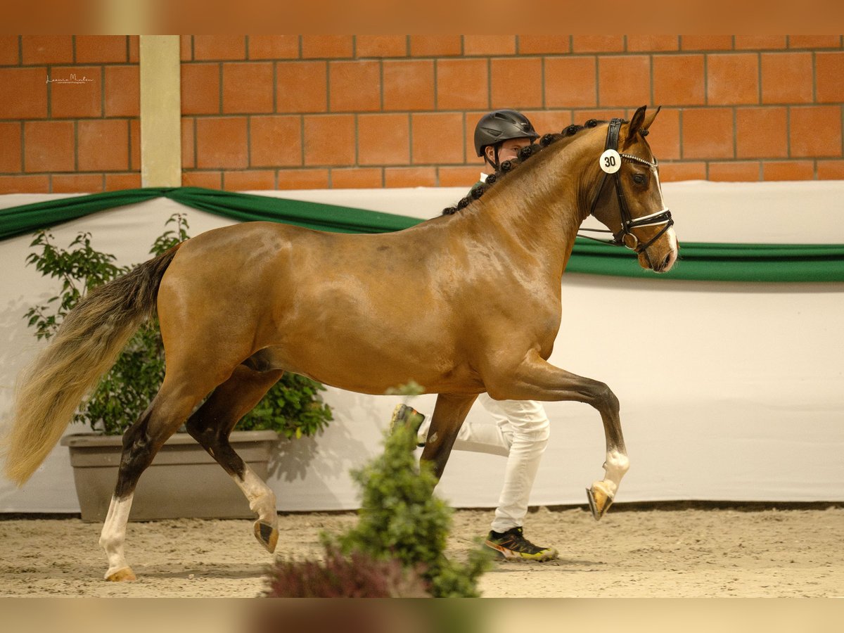 Duitse rijpony Hengst 3 Jaar 147 cm Bruin in Vettweiß