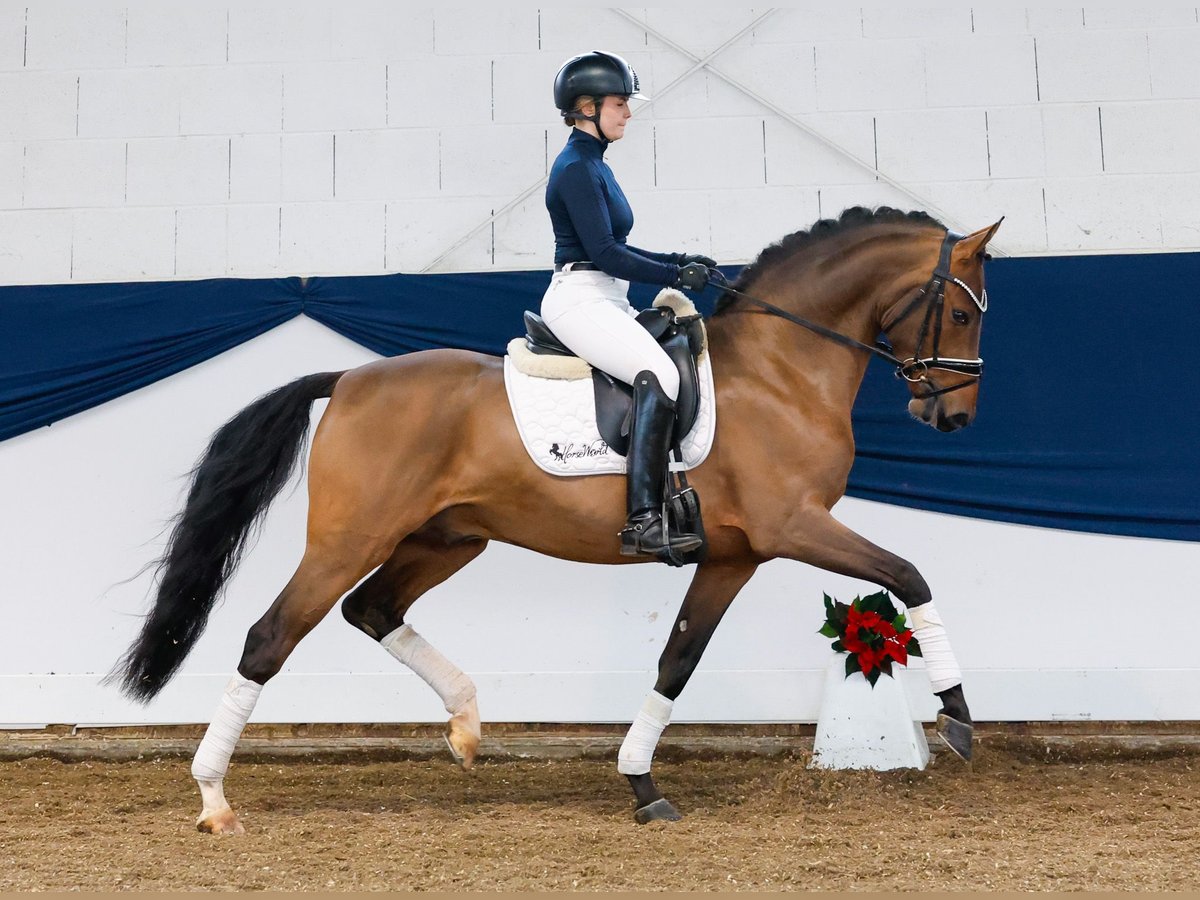 Duitse rijpony Hengst 3 Jaar 148 cm Bruin in Marsberg