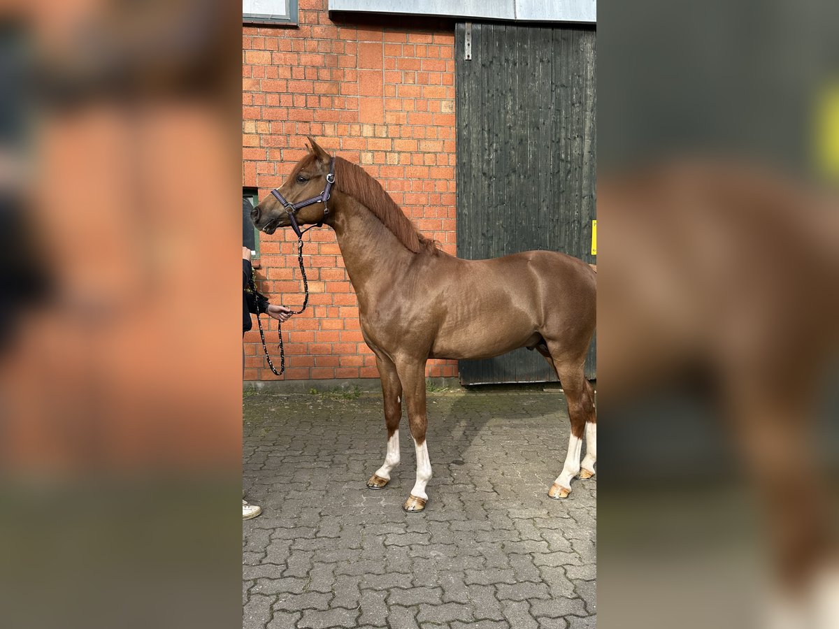 Duitse rijpony Hengst 4 Jaar 146 cm Donkere-vos in Ahrensburg