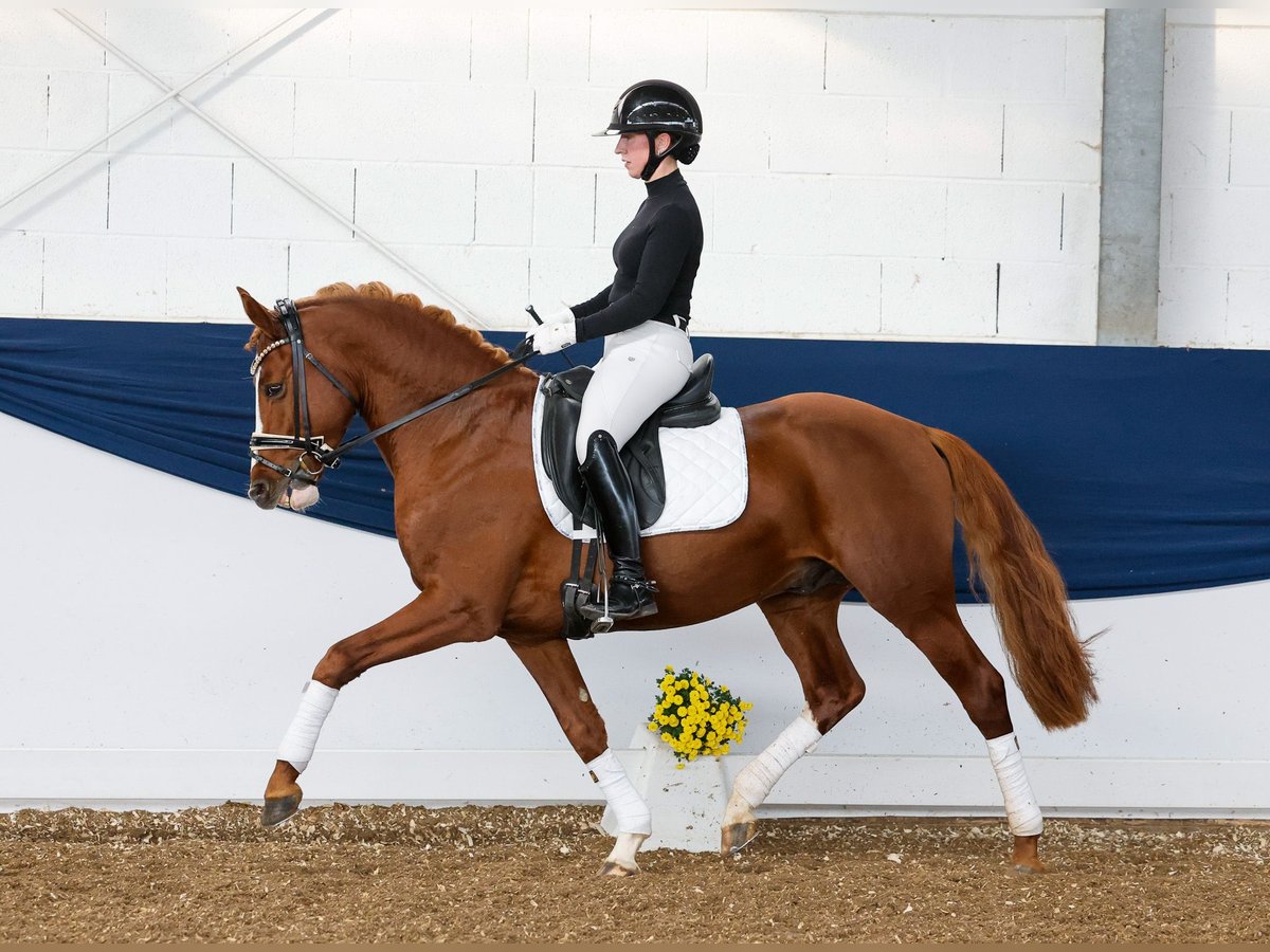 Duitse rijpony Hengst 4 Jaar 148 cm Vos in Marsberg