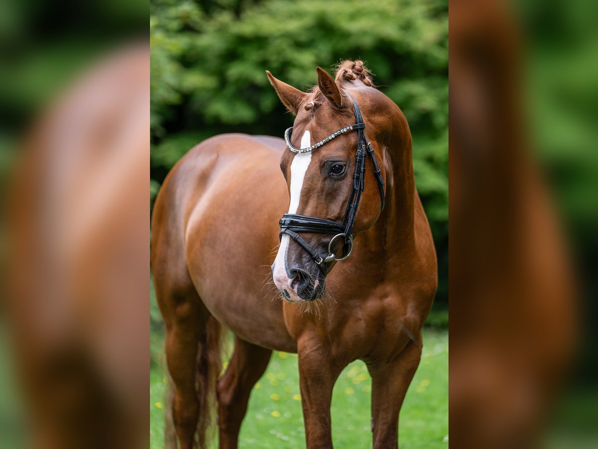 Duitse rijpony Hengst 4 Jaar 148 cm Vos in Wetter (Ruhr)