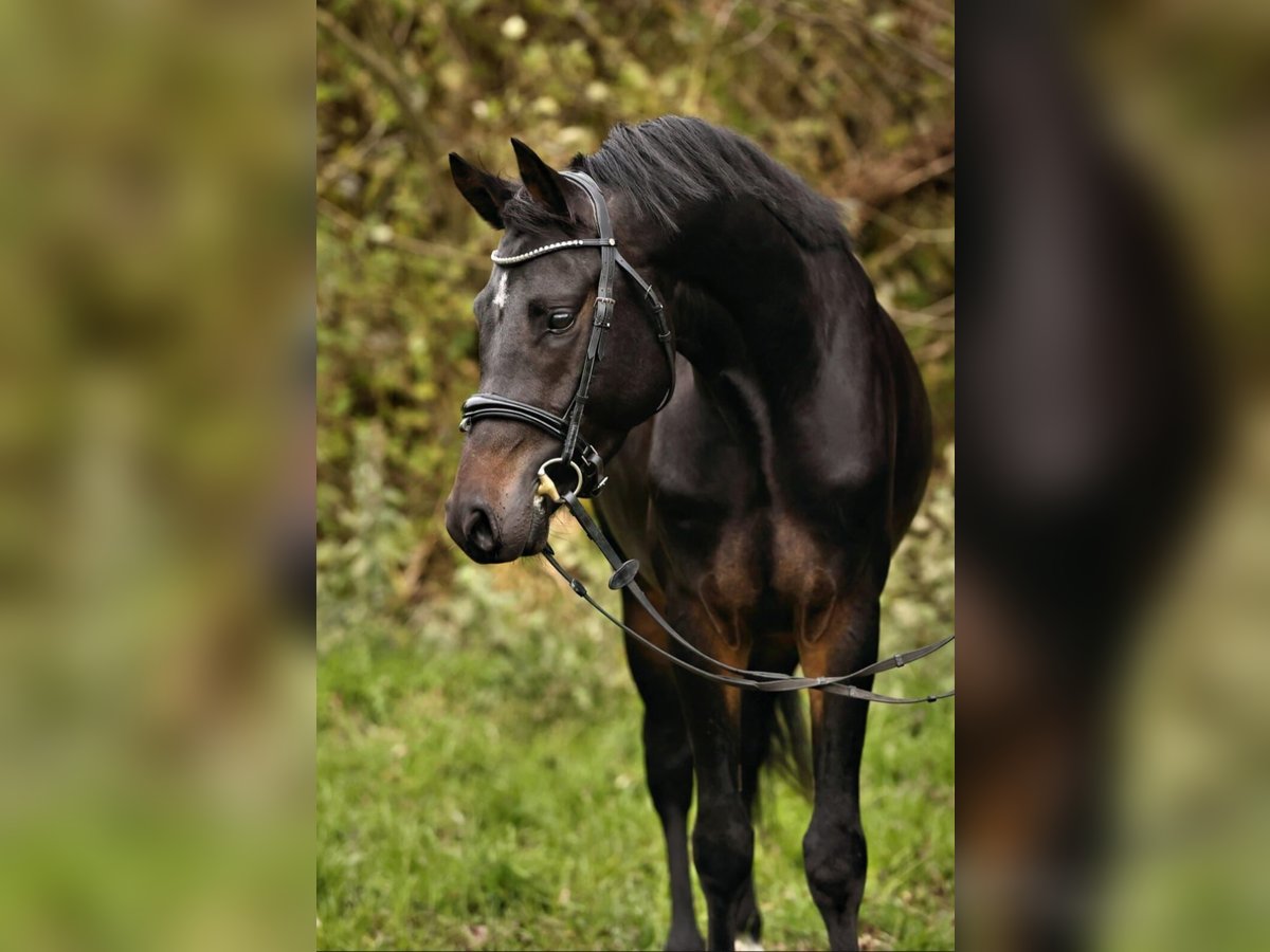 Duitse rijpony Hengst 4 Jaar 148 cm Zwartbruin in Neustadt Dosse