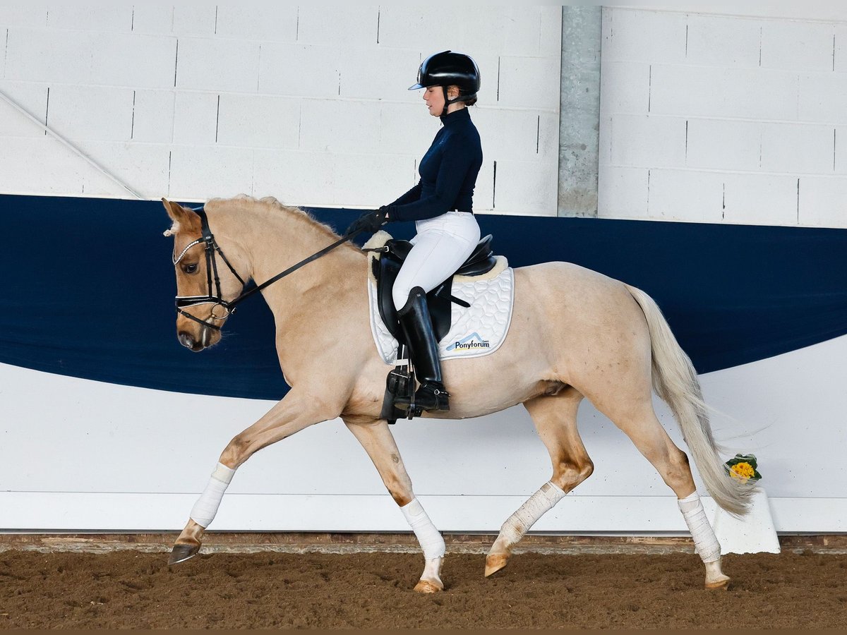 Duitse rijpony Hengst 5 Jaar 144 cm Palomino in Marsberg