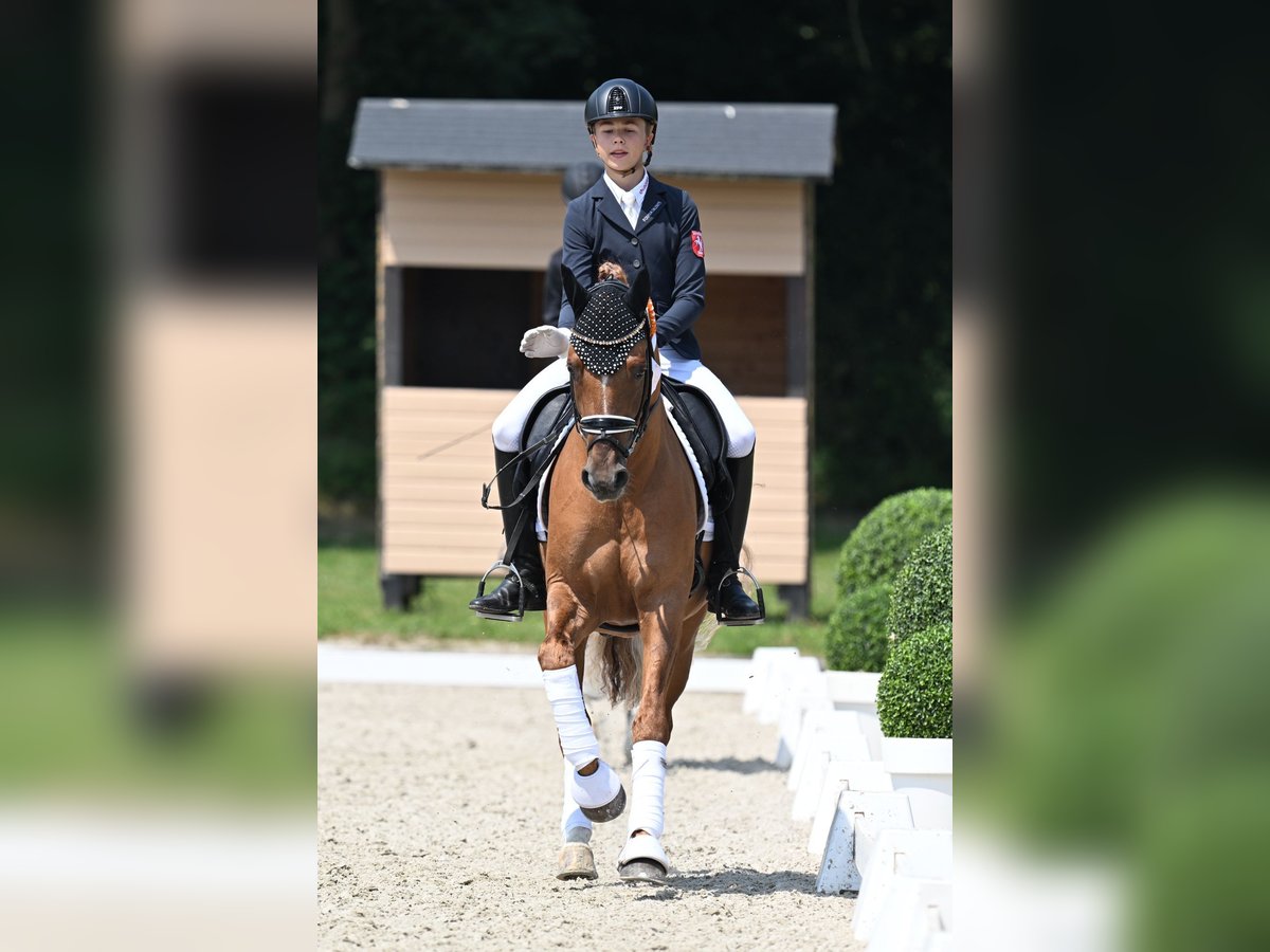 Duitse rijpony Hengst 5 Jaar 150 cm Falbe in Vettweiß