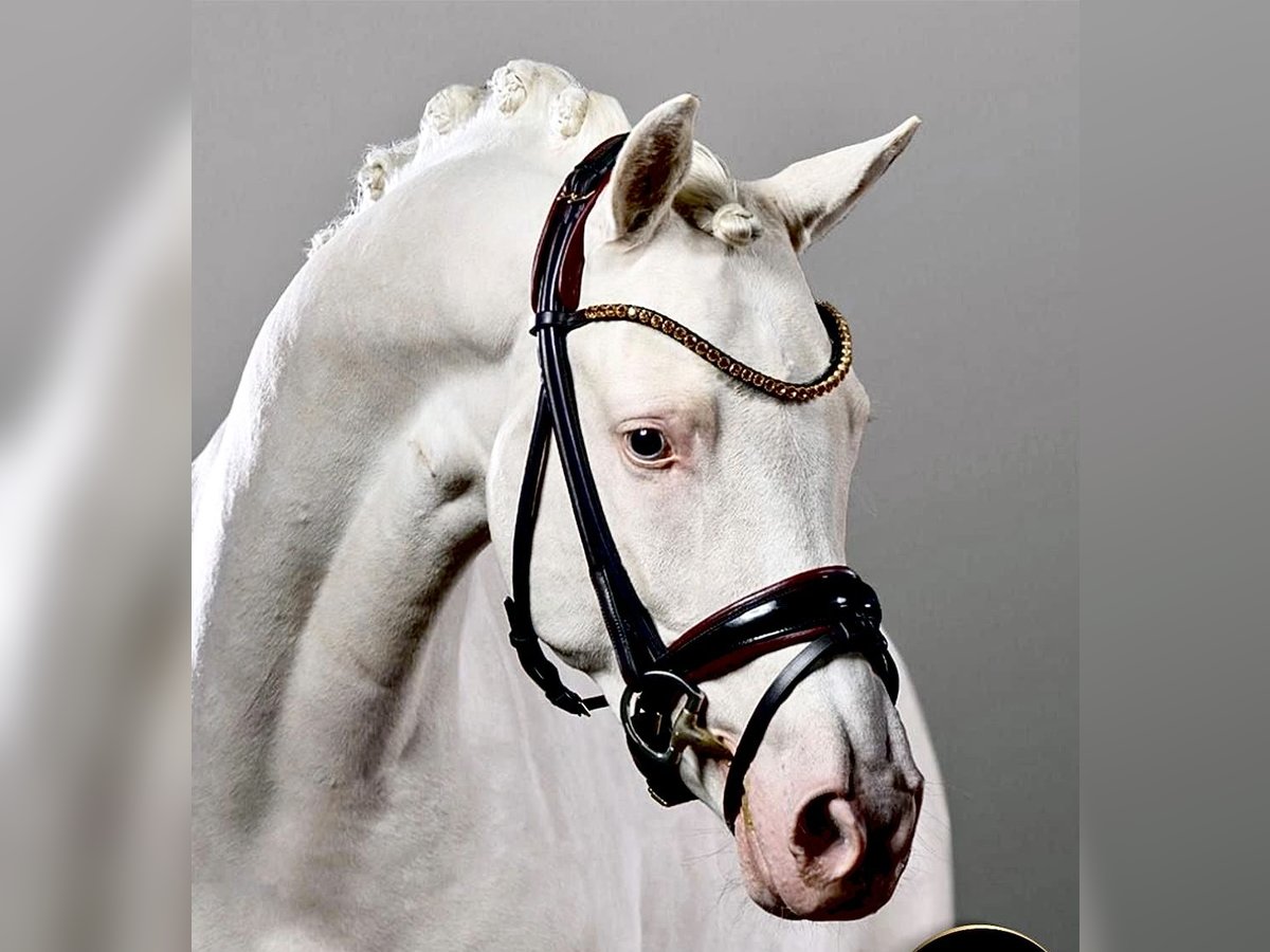 Duitse rijpony Hengst 6 Jaar 148 cm Cremello in Neeritter