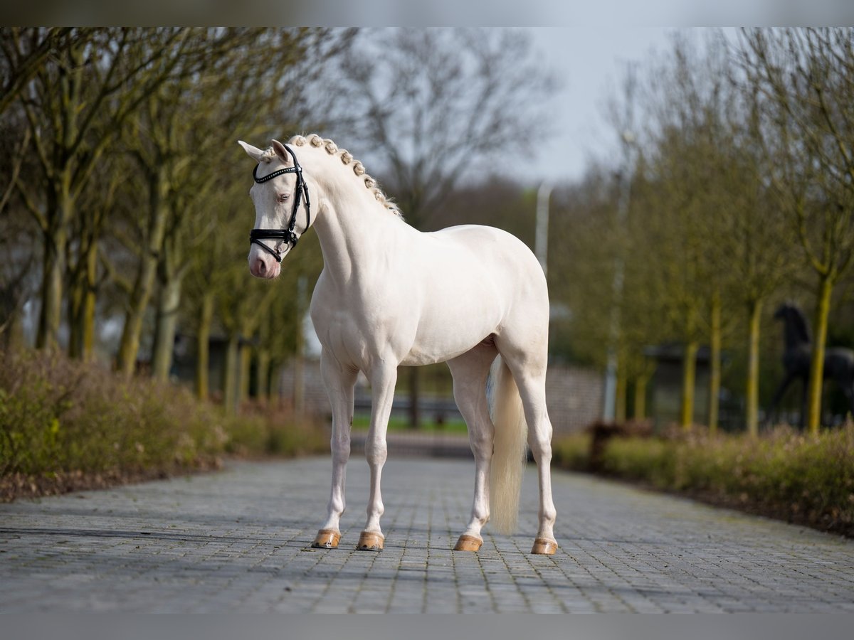 Duitse rijpony Hengst 7 Jaar 147 cm Cremello in Beaxem