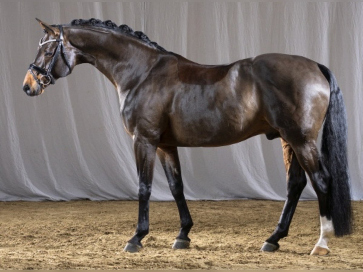 Duitse rijpony Hengst Bruin in Bedburg