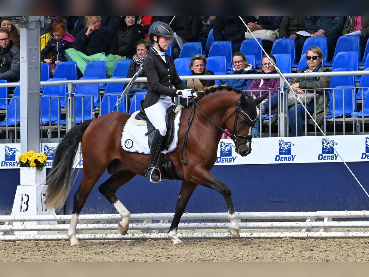 Duitse rijpony Hengst Bruin in Lippetal