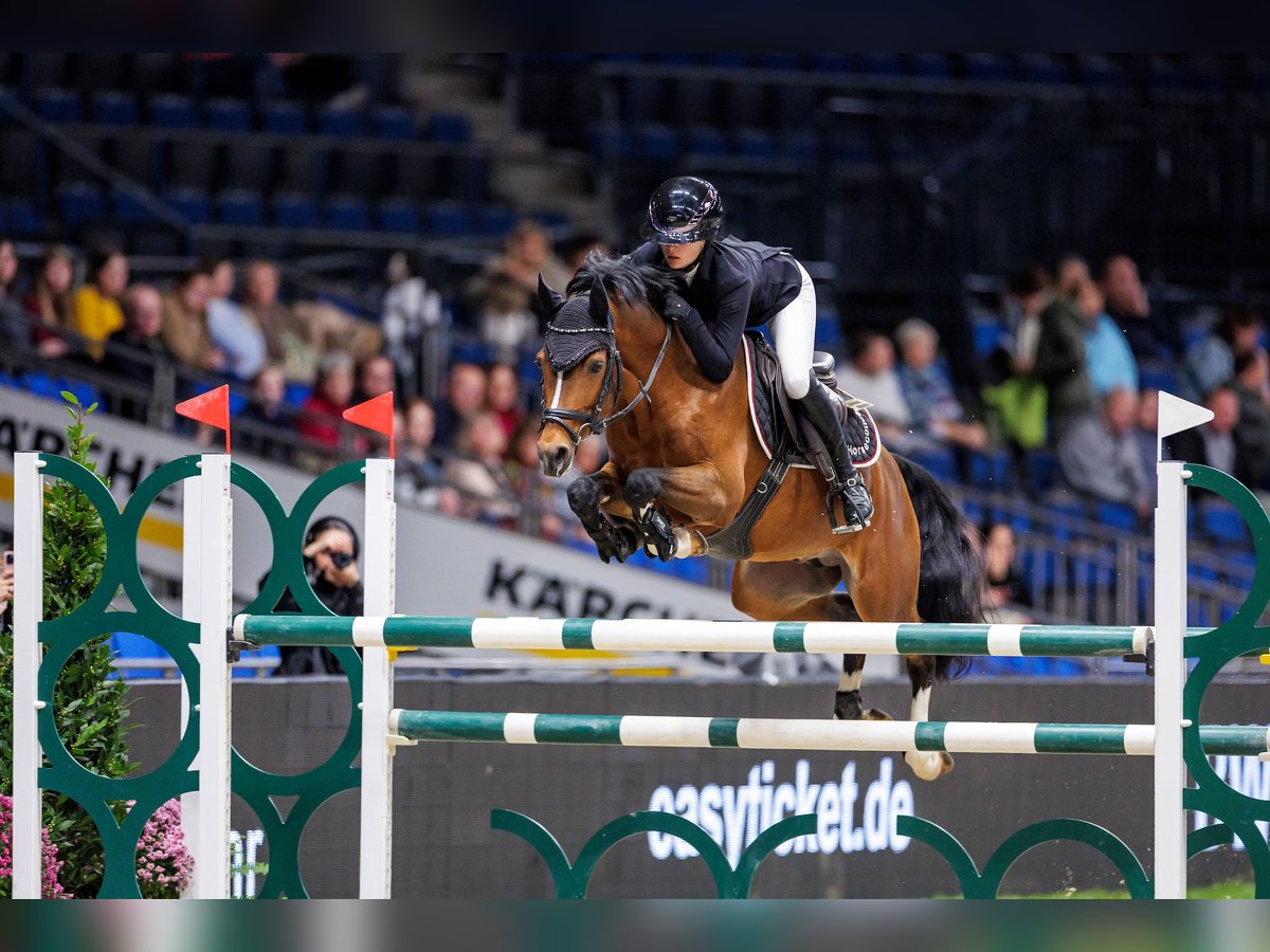 Duitse rijpony Hengst Bruin in Bochum