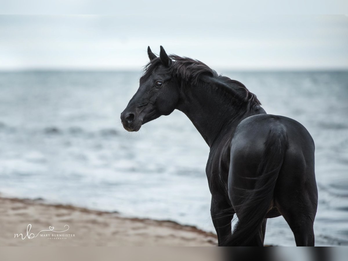 Duitse rijpony Hengst in Hollenstedt