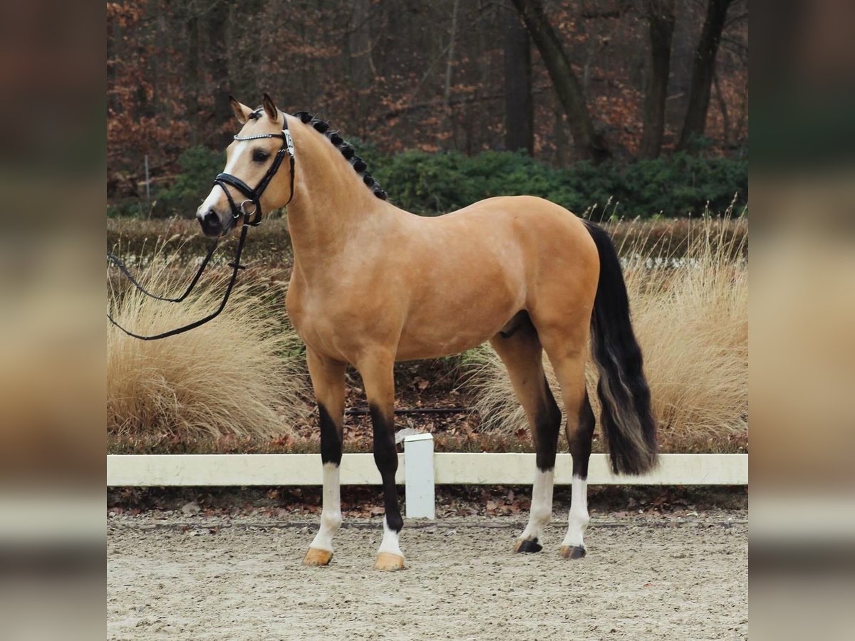 Duitse rijpony Hengst Falbe in Goch