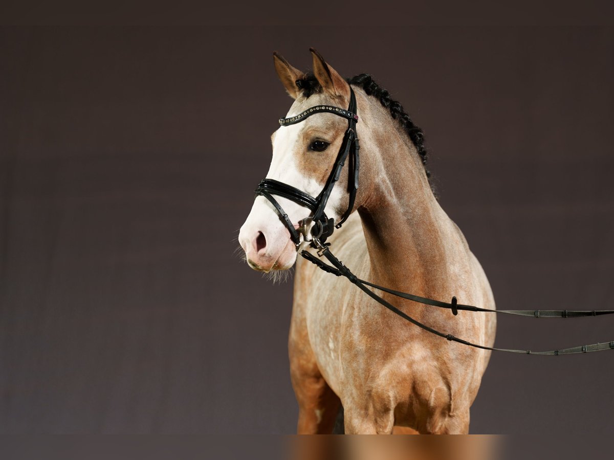 Duitse rijpony Hengst Falbe in Bochum