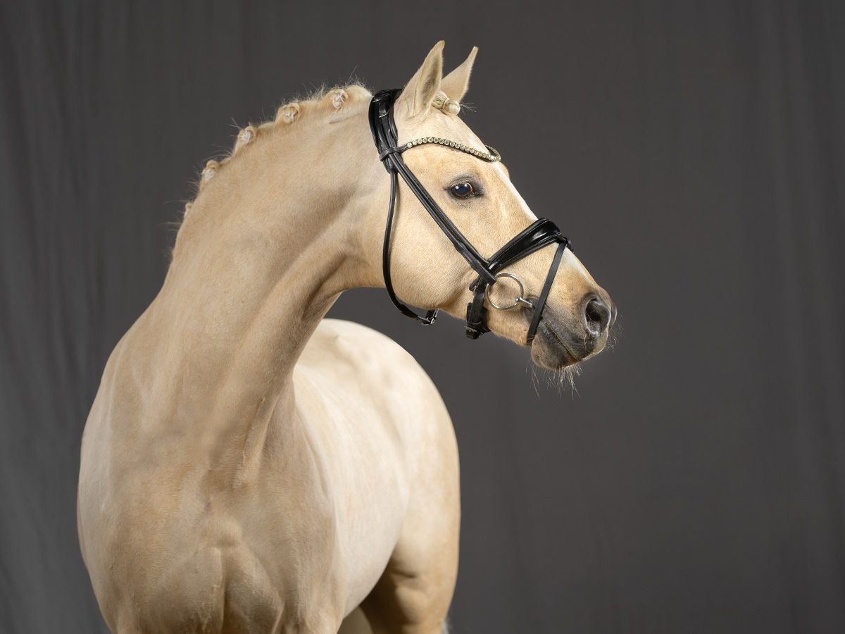 Duitse rijpony Hengst Palomino in Bedburg