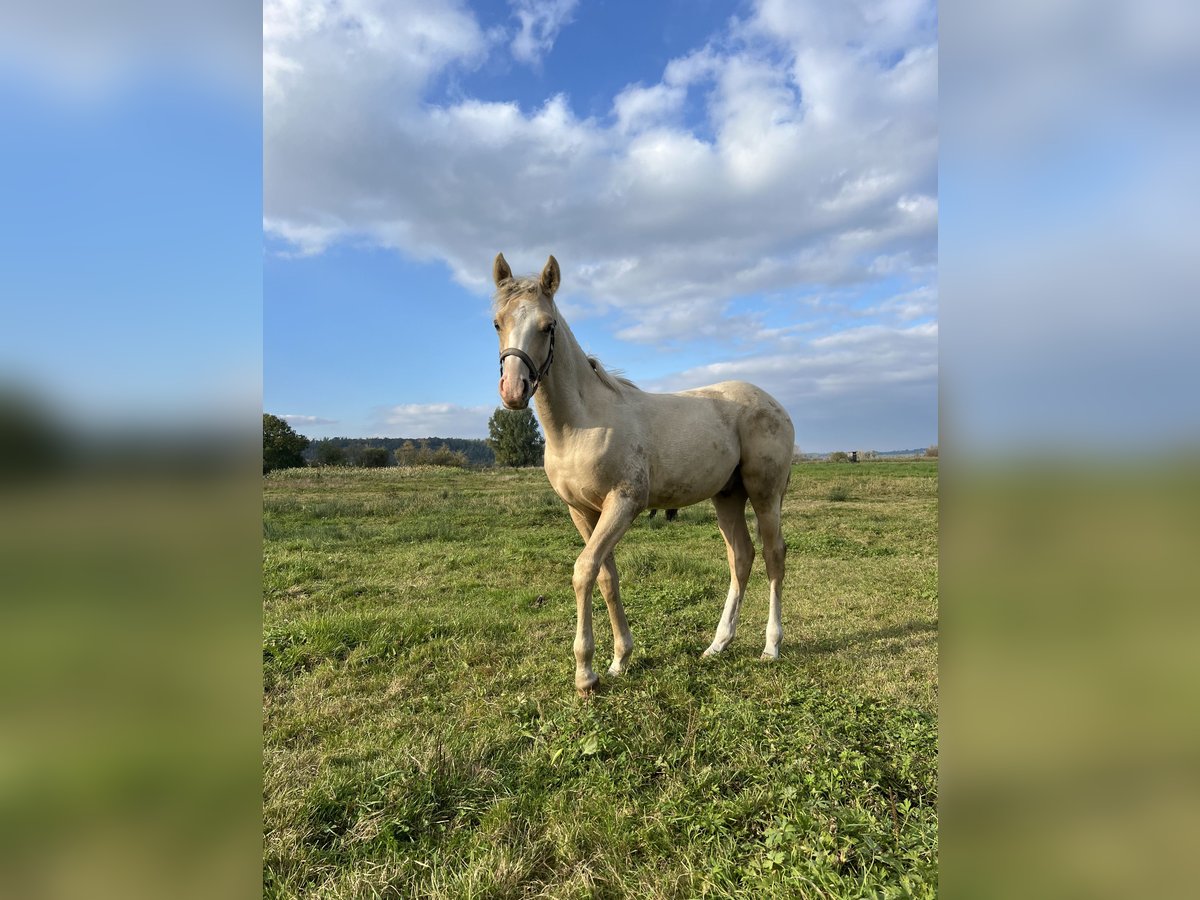 Duitse rijpony Hengst  135 cm Palomino in Frose