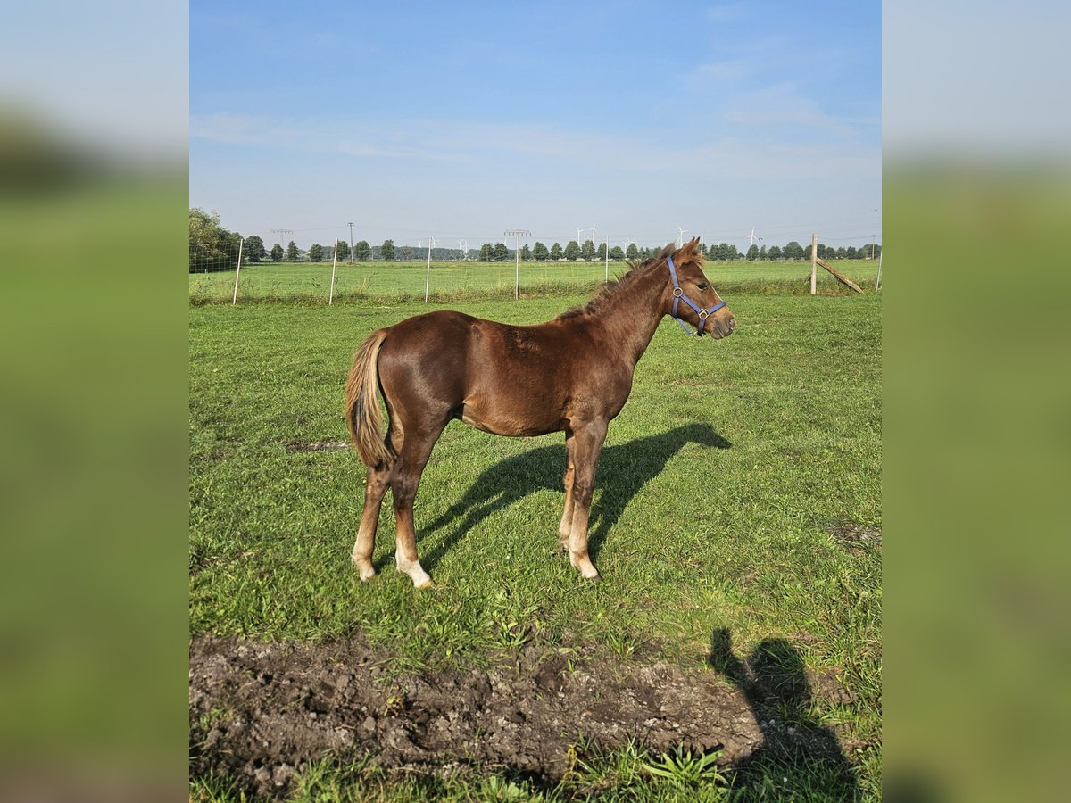 Duitse rijpony Hengst Veulen (03/2025) 145 cm Donkere-vos in L&#xF6;cknitz