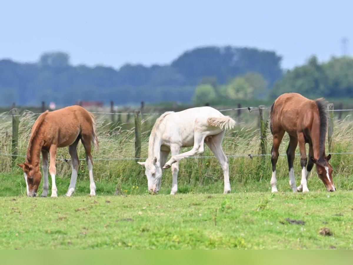 Duitse rijpony Hengst veulen (03/2024) 145 cm Perlino in Strijen