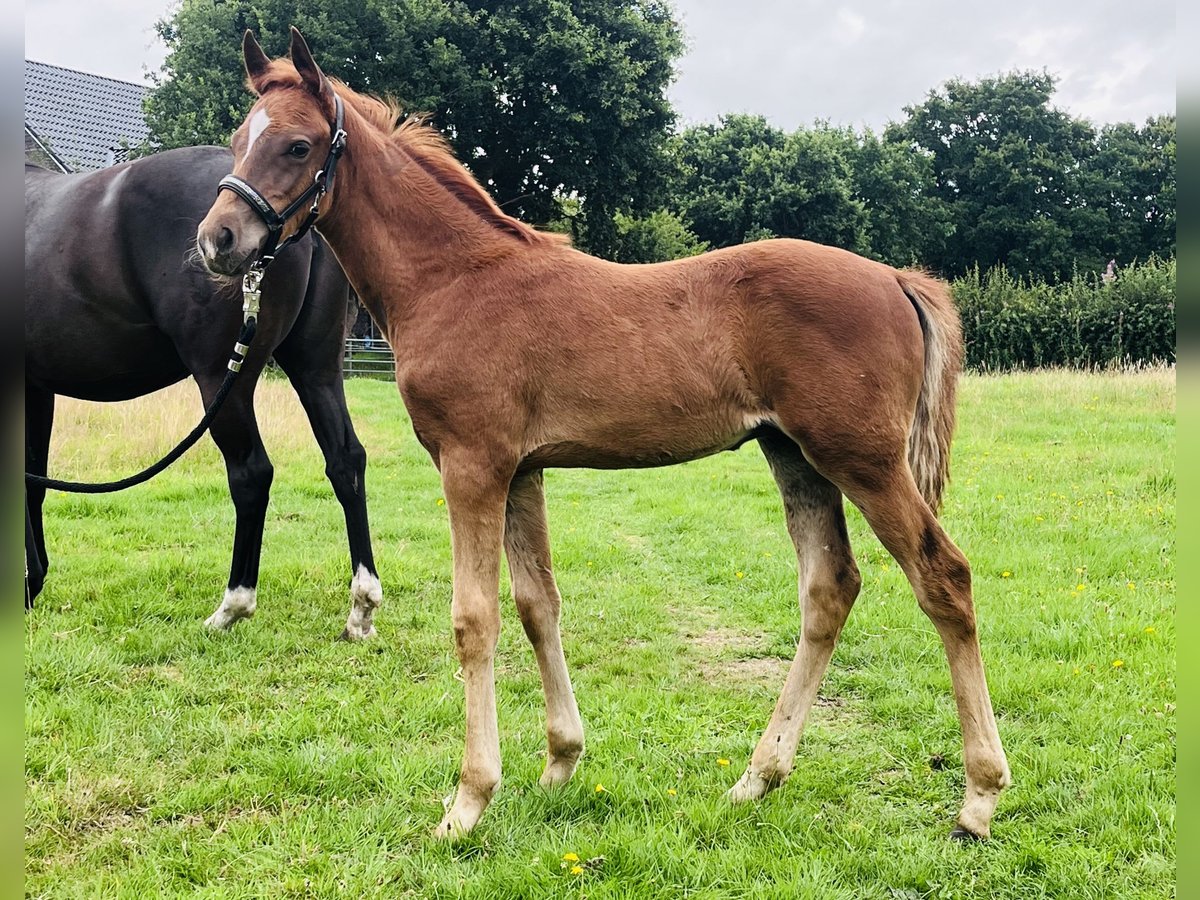 Duitse rijpony Hengst Veulen (05/2025) 146 cm Donkere-vos in Aurich