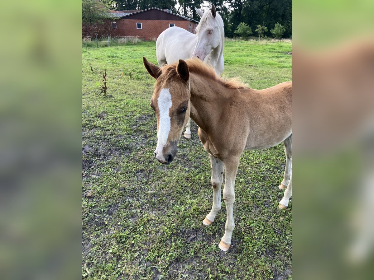 Duitse rijpony Hengst veulen (04/2024) 146 cm Vos in Eydelstedt