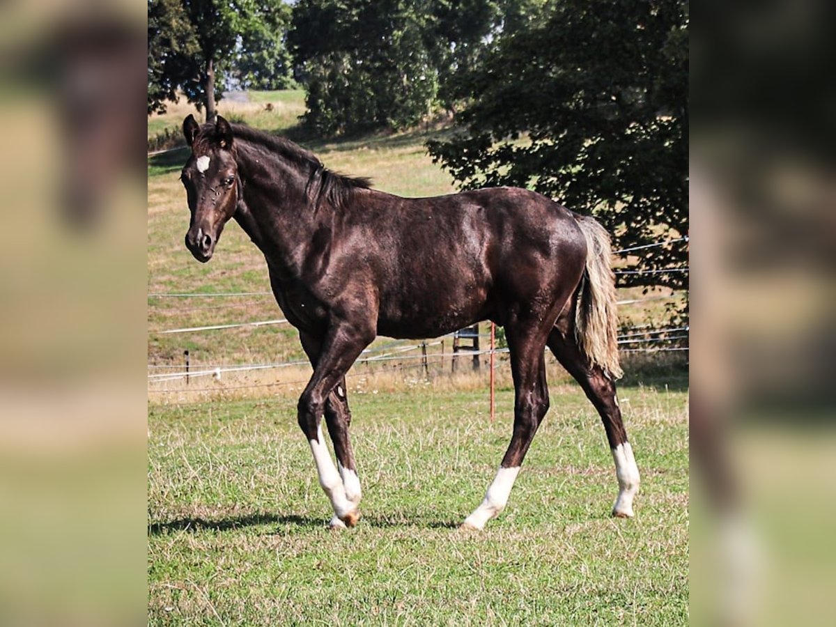 Duitse rijpony Hengst  146 cm Zwart in Bobritzsch-Hilbersdorf