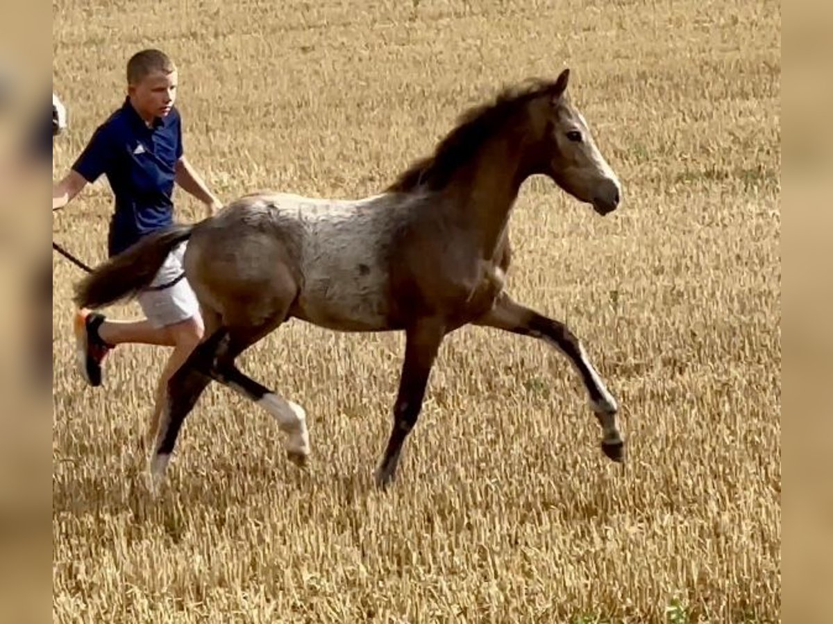 Duitse rijpony Hengst veulen (04/2024) 147 cm Buckskin in Emmerthal