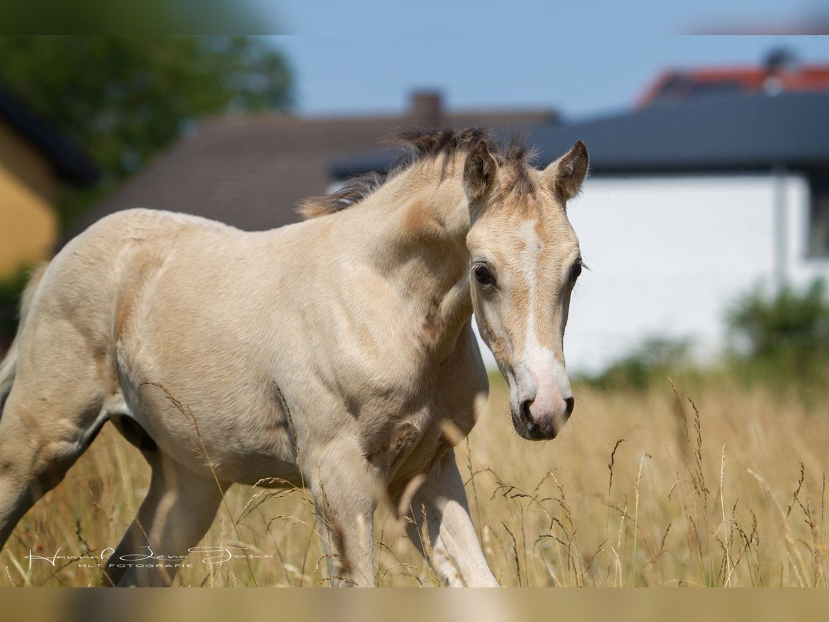 Duitse rijpony Hengst Veulen (04/2025) 147 cm Buckskin in Trebur