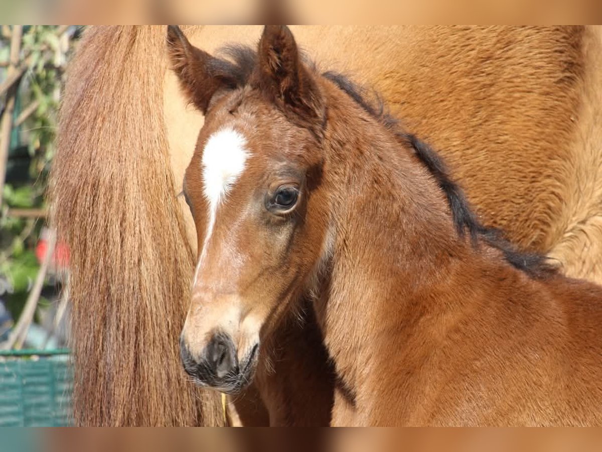 Duitse rijpony Hengst  148 cm Bruin in Rees