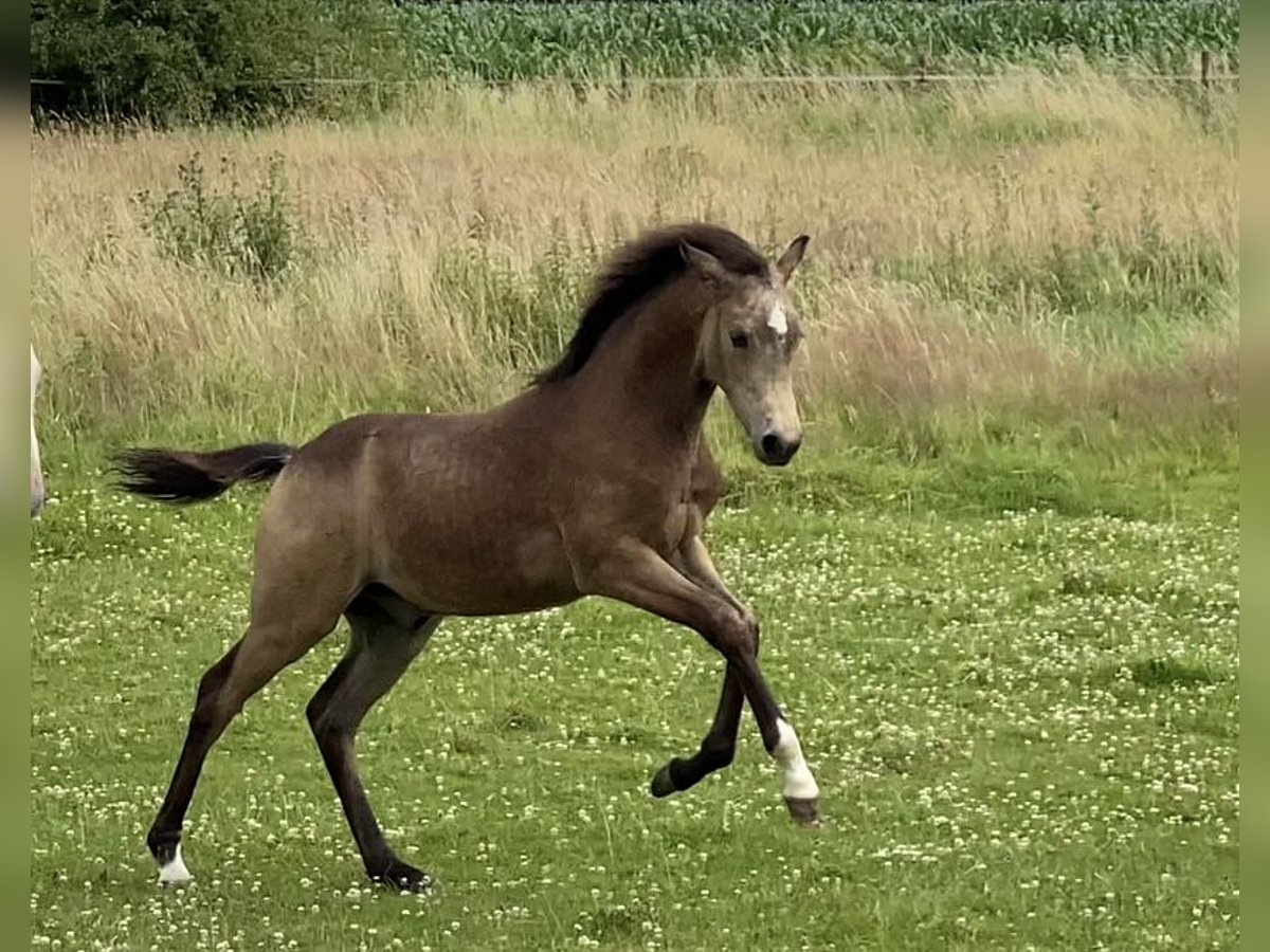 Duitse rijpony Hengst veulen (03/2024) 148 cm Buckskin in Achim