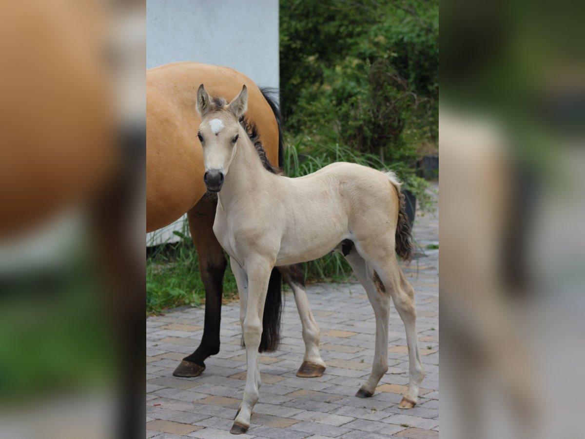 Duitse rijpony Hengst veulen (05/2024) 148 cm Buckskin in Hüffelsheim