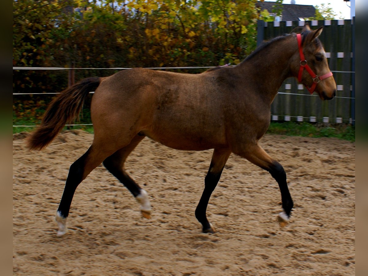 Duitse rijpony Hengst veulen (02/2024) 148 cm Falbe in Velpke