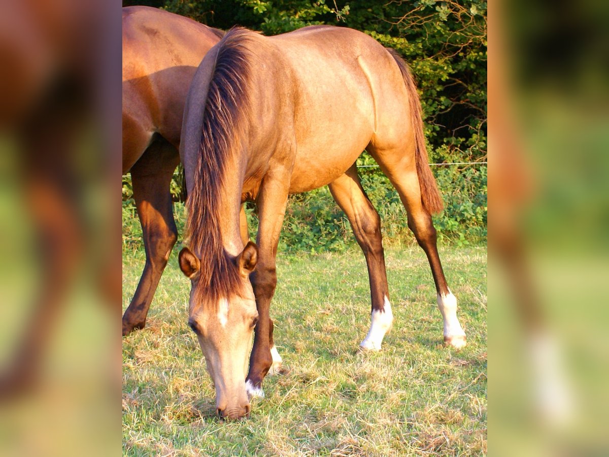 Duitse rijpony Hengst veulen (02/2024) 148 cm Falbe in Velpke