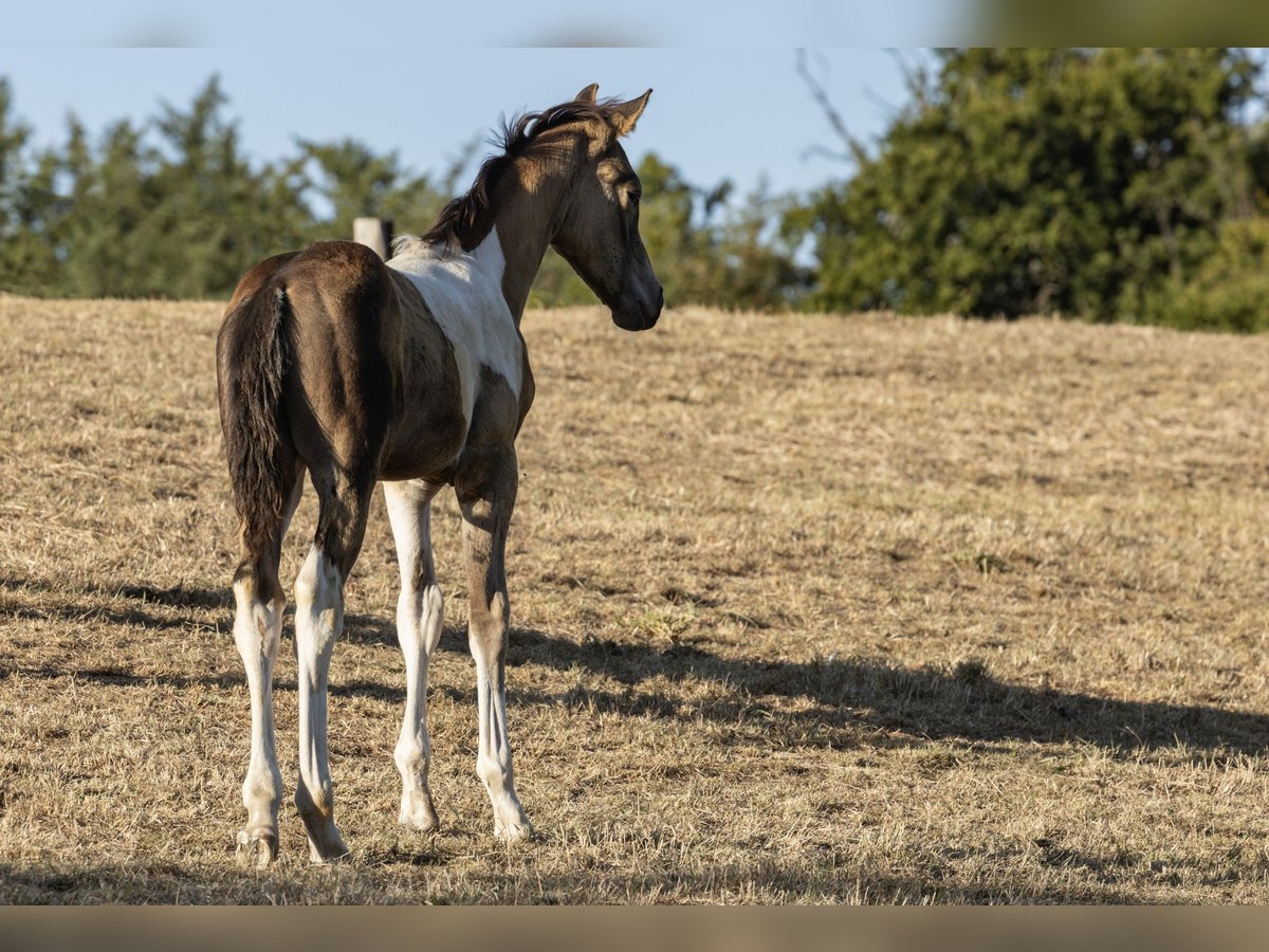 Duitse rijpony Hengst Veulen (06/2025) 148 cm Gevlekt-paard in Essen