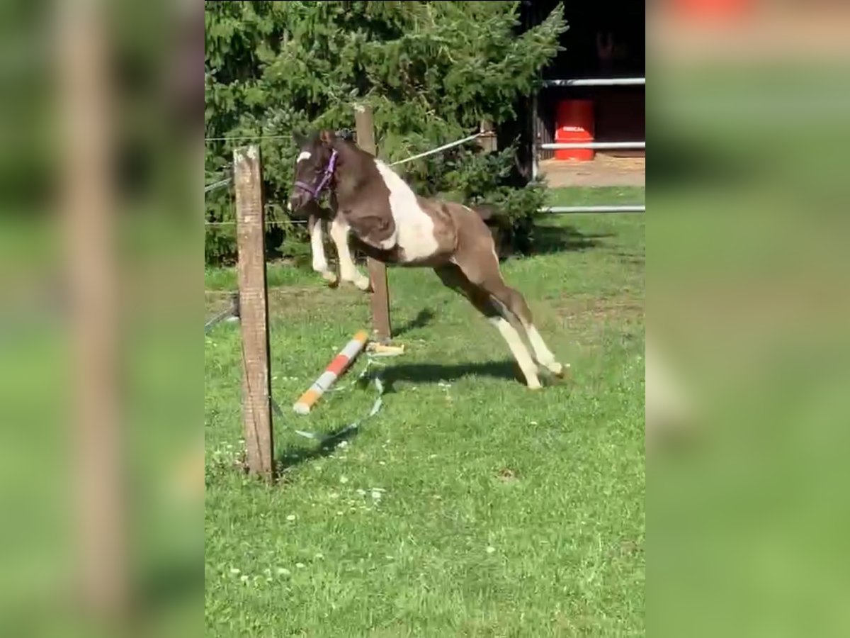 Duitse rijpony Hengst veulen (03/2024) 148 cm Gevlekt-paard in Wittendörp