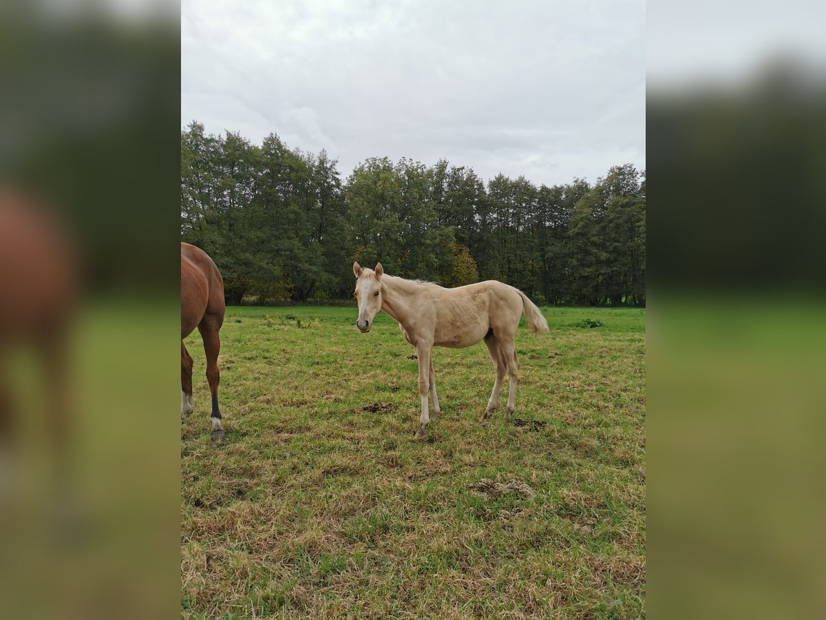 Duitse rijpony Hengst veulen (05/2024) 148 cm Palomino in Vienenburg