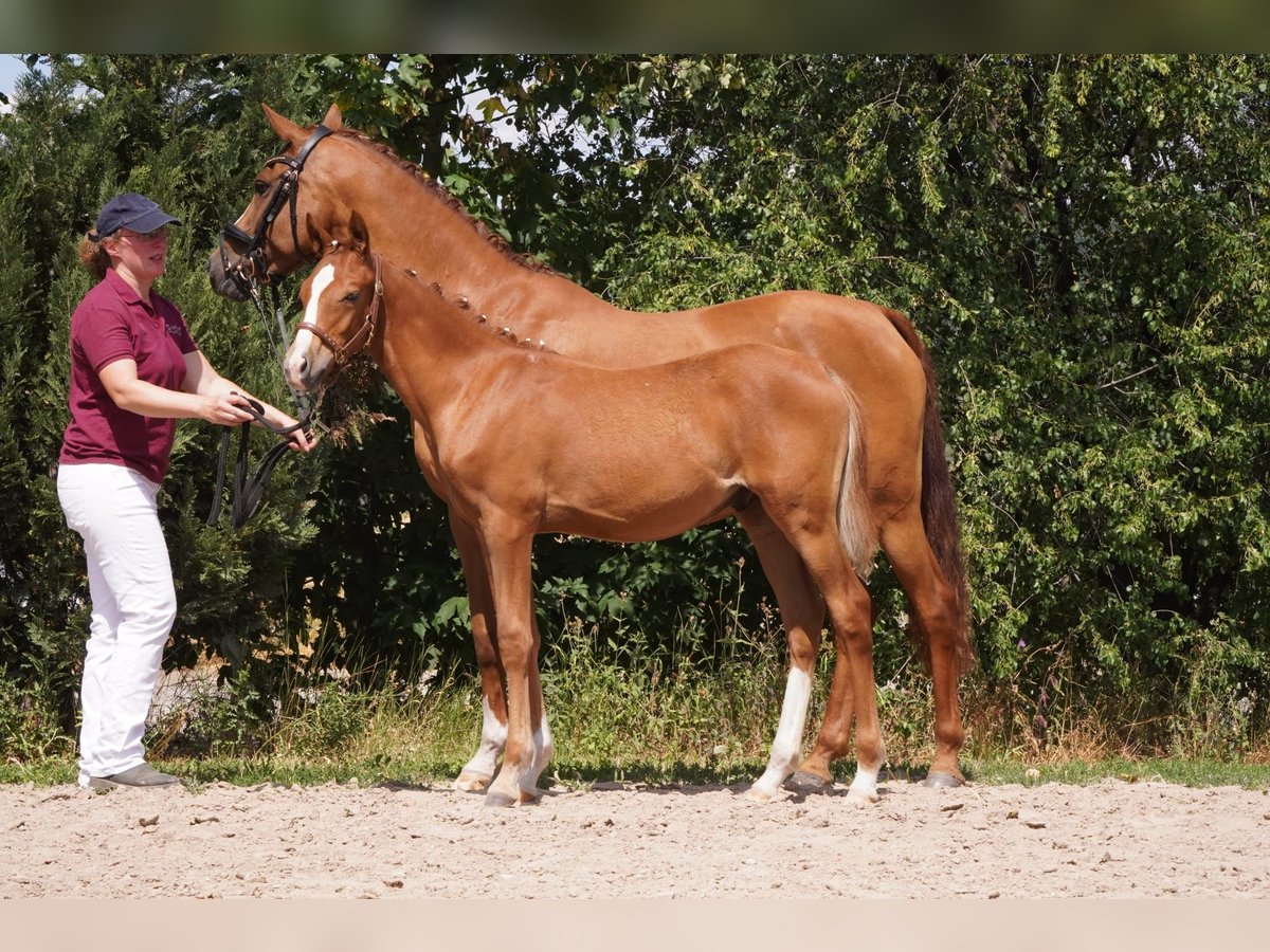Duitse rijpony Hengst Veulen (03/2025) 148 cm Vos in Lindau