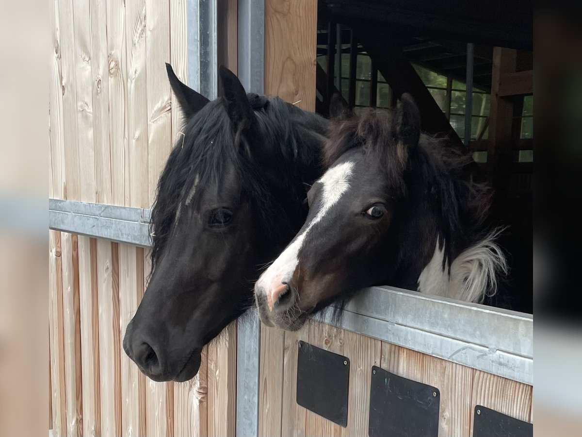 Duitse rijpony Hengst veulen (02/2024) 150 cm Tobiano-alle-kleuren in Frelsdorf