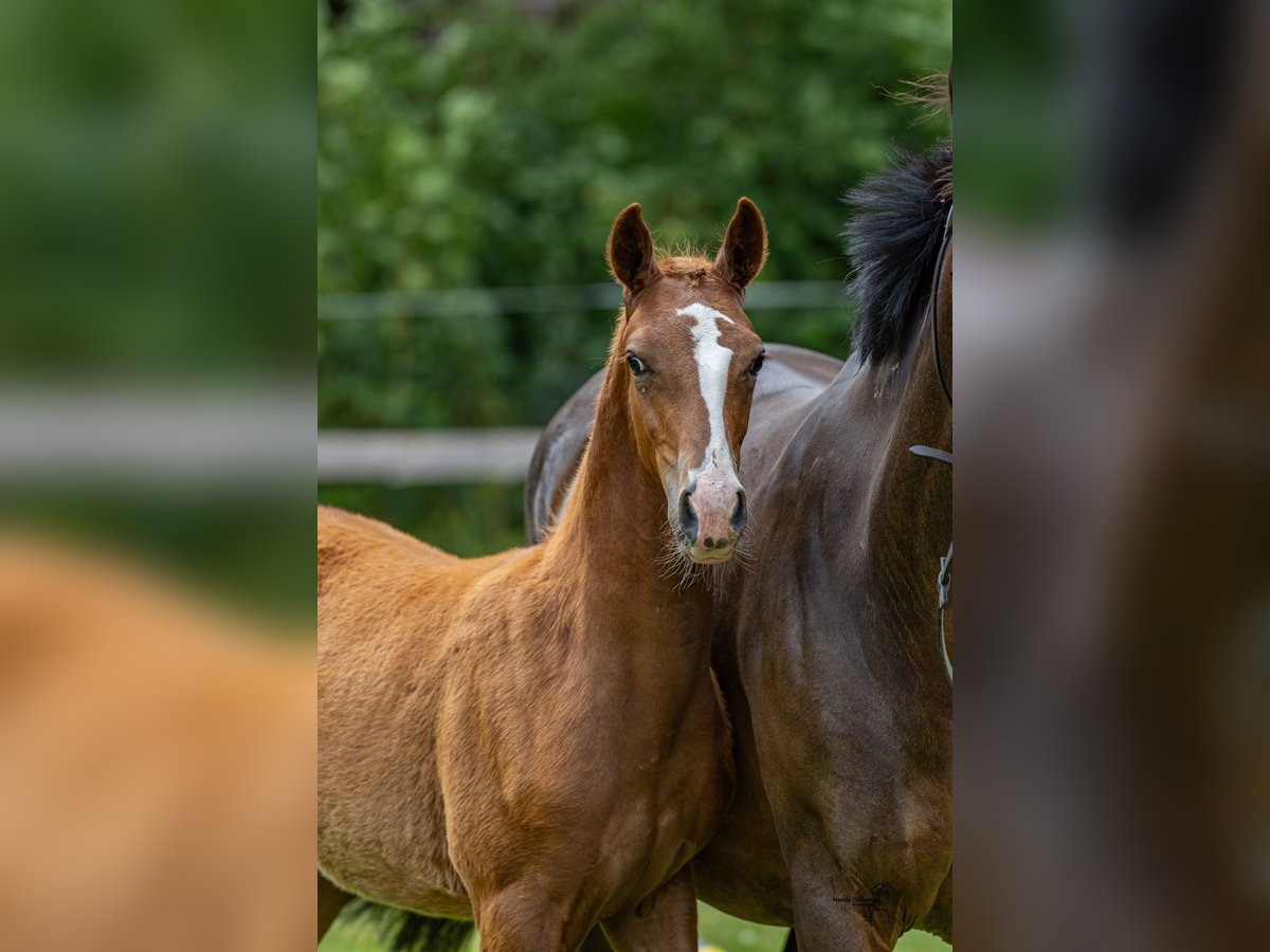 Duitse rijpony Hengst Veulen (03/2025) 150 cm Vos in Esens