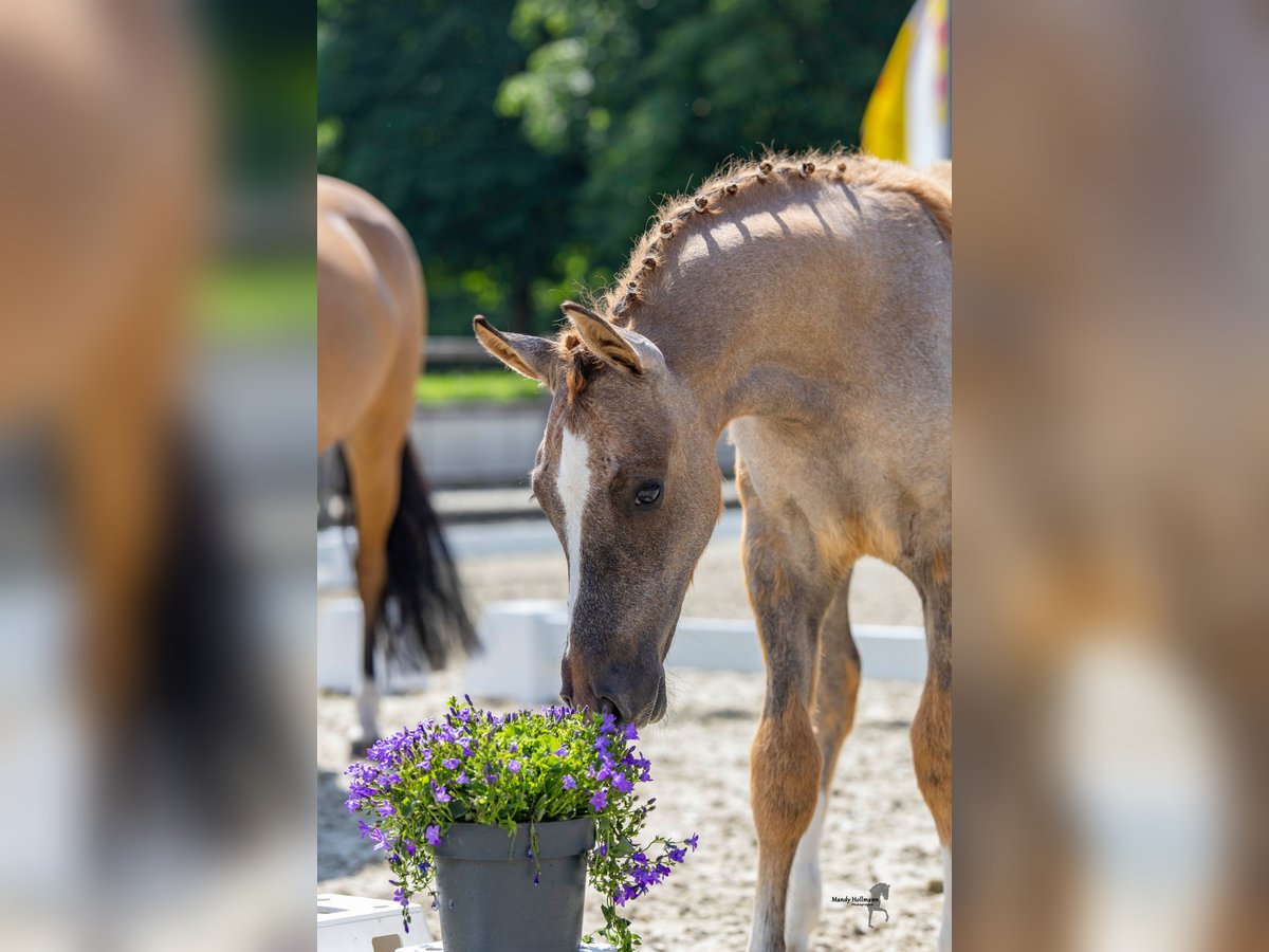 Duitse rijpony Hengst veulen (03/2024) Brown Falb schimmel in Bösel