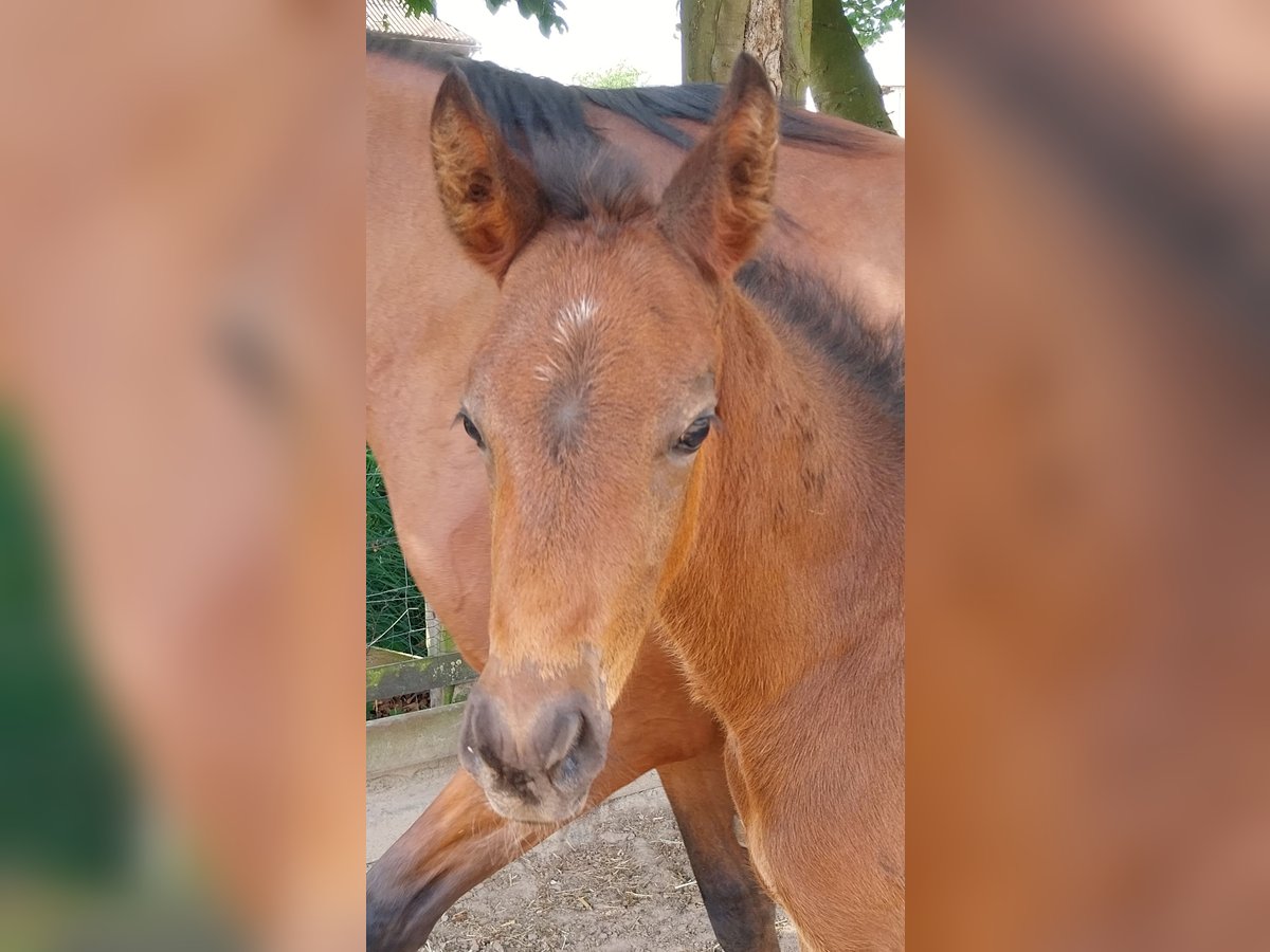 Duitse rijpony Hengst veulen (04/2024) Bruin in Büren