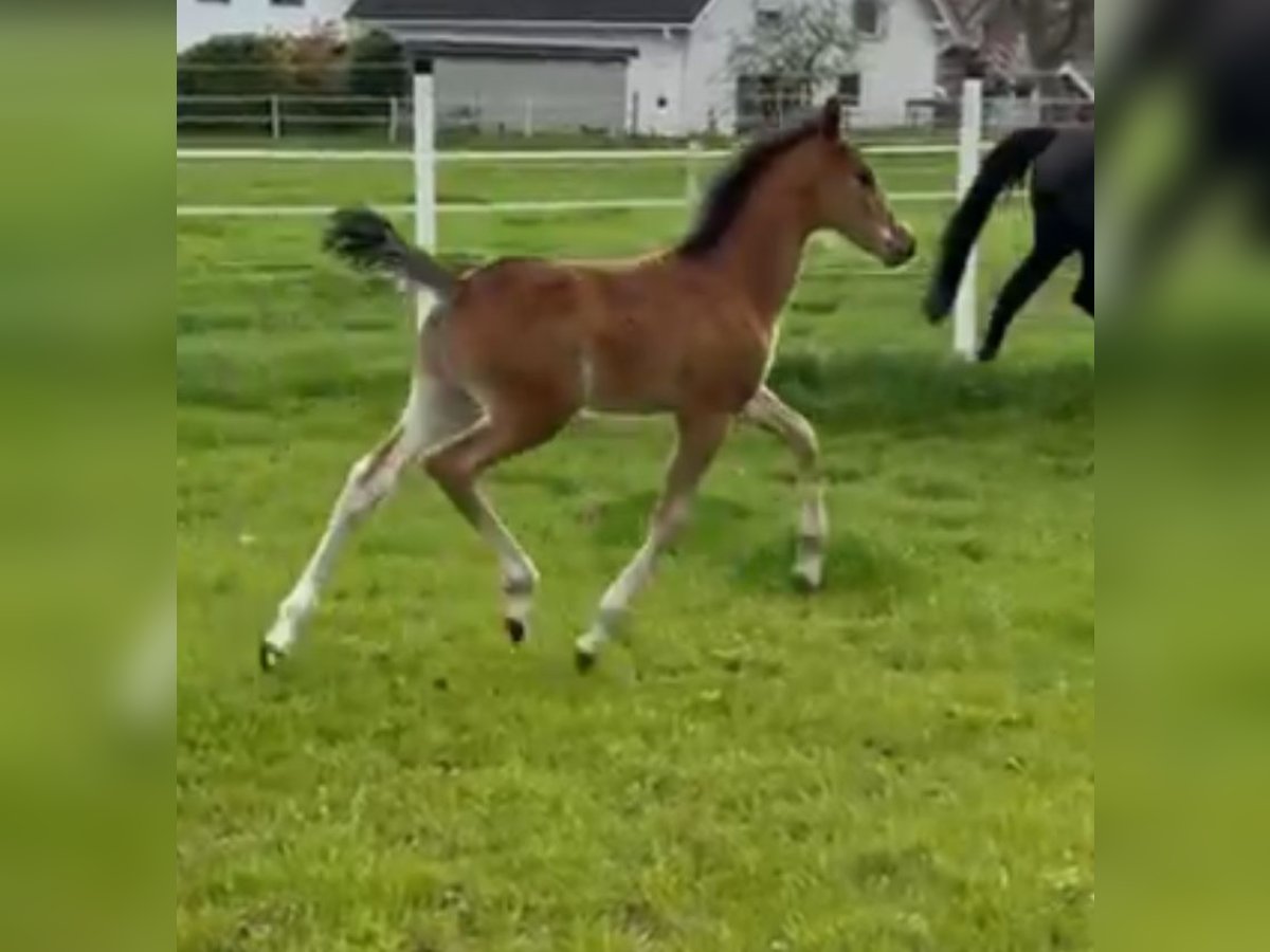 Duitse rijpony Hengst  Bruin in Rheda-Wiedenbrück