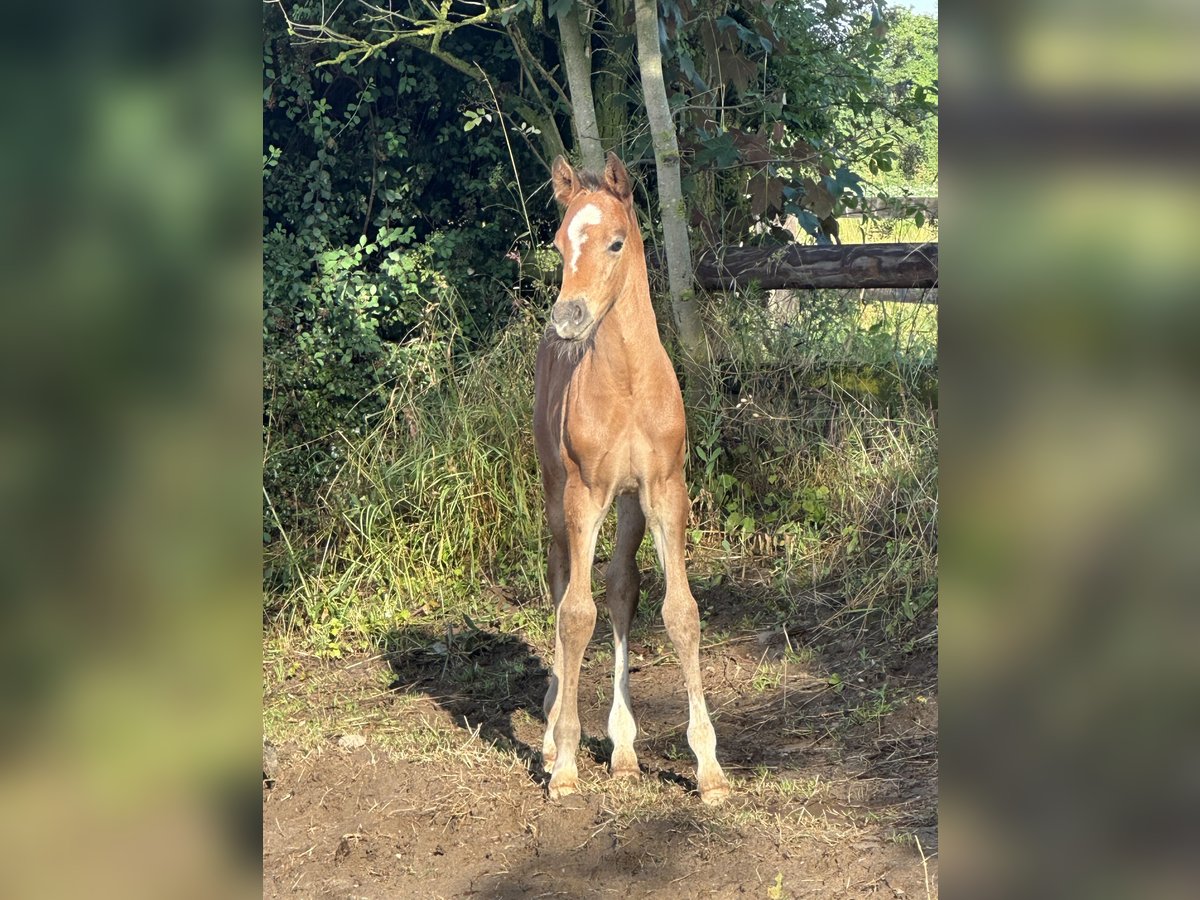 Duitse rijpony Hengst veulen (06/2024) Bruin in Dormagen