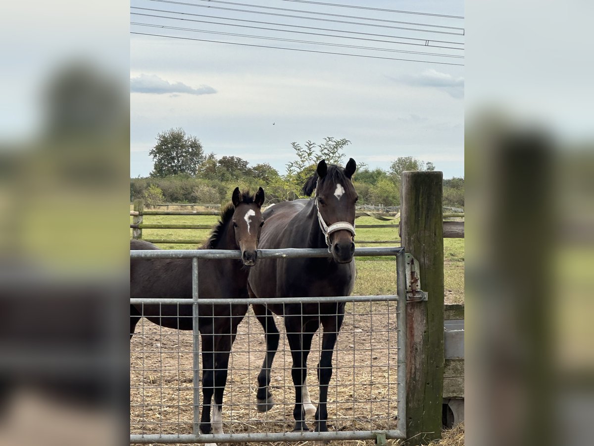 Duitse rijpony Hengst veulen (06/2024) Bruin in Dormagen