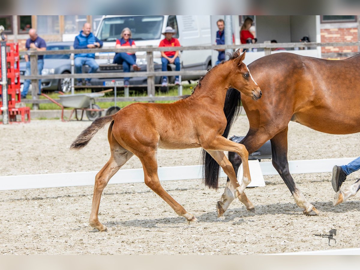 Duitse rijpony Hengst veulen (04/2024) Bruin in Essen (Oldenburg)