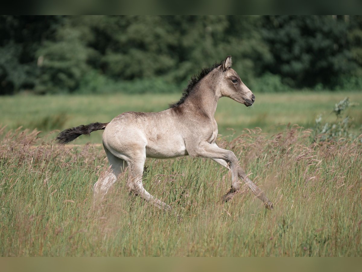 Duitse rijpony Hengst veulen (05/2024) Buckskin in Buxtehude