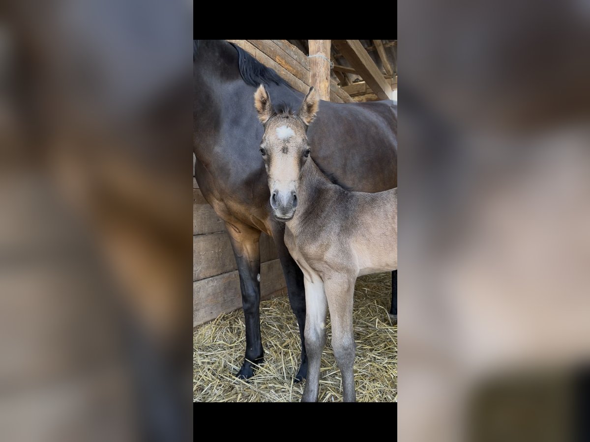 Duitse rijpony Hengst Veulen (06/2025) Buckskin in AlheimAlheim